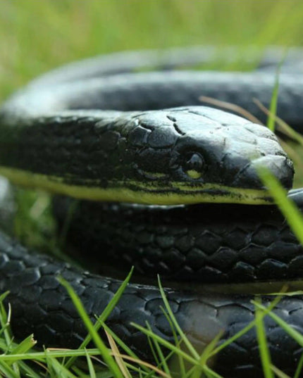 Fake Realistic Snake Lifelike Real Scary Rubber Toy Prank Party Joke For Garden