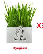 Ryegrass / 3pcs