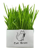 Ryegrass / 1pc