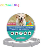 Small Dog With Box / 38cm