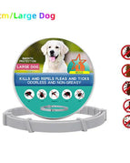 Large Dog With Box / 70cm