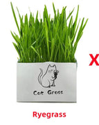 Ryegrass / 2pcs